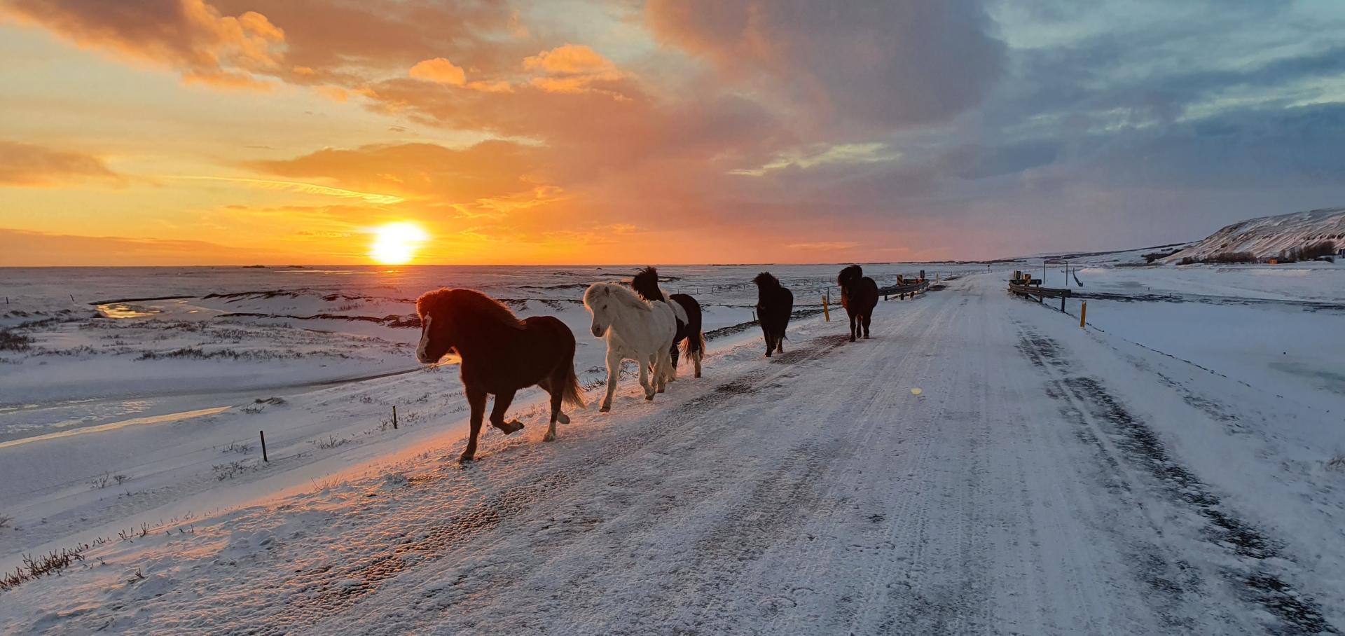 Chevaux islande